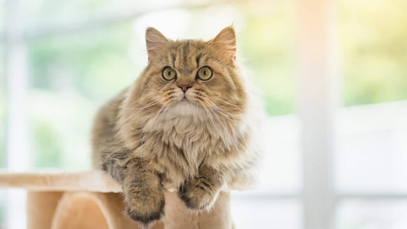 Featured image for All about Persian cats