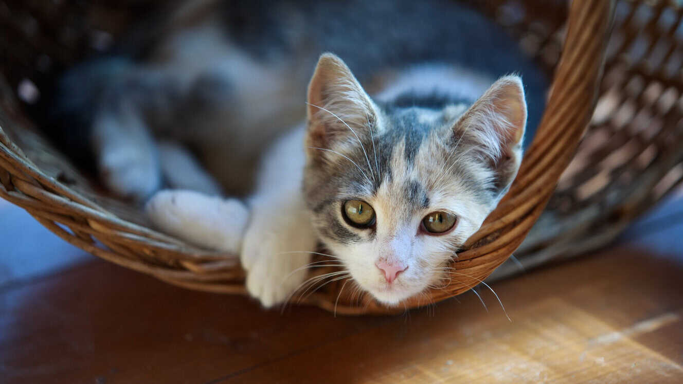 Featured image for Cats – what’s going on during their ‘teenage’ phase?