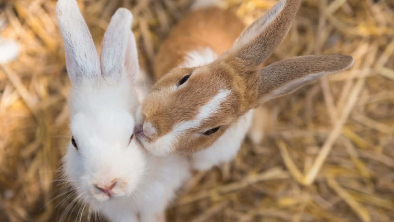 Featured image for Good things come to those who weigh!