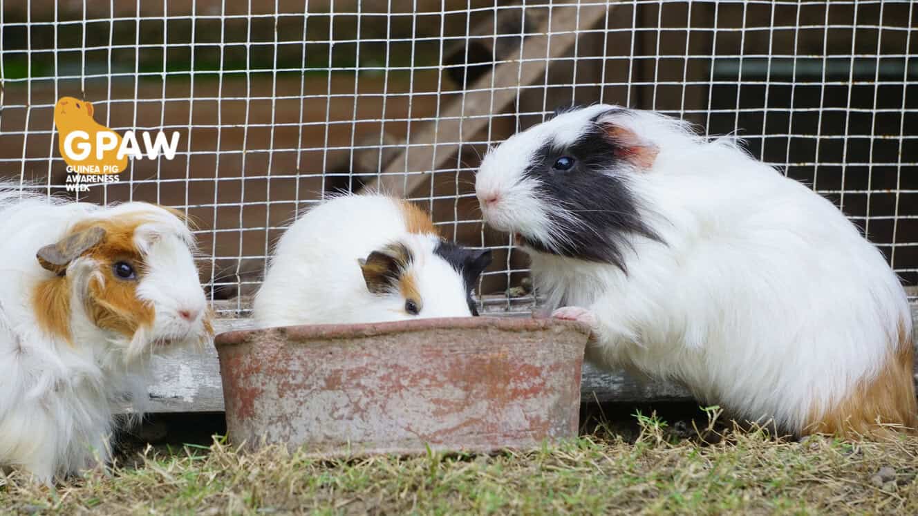 Featured image for Curtain up – it’s GPAW the fourth!