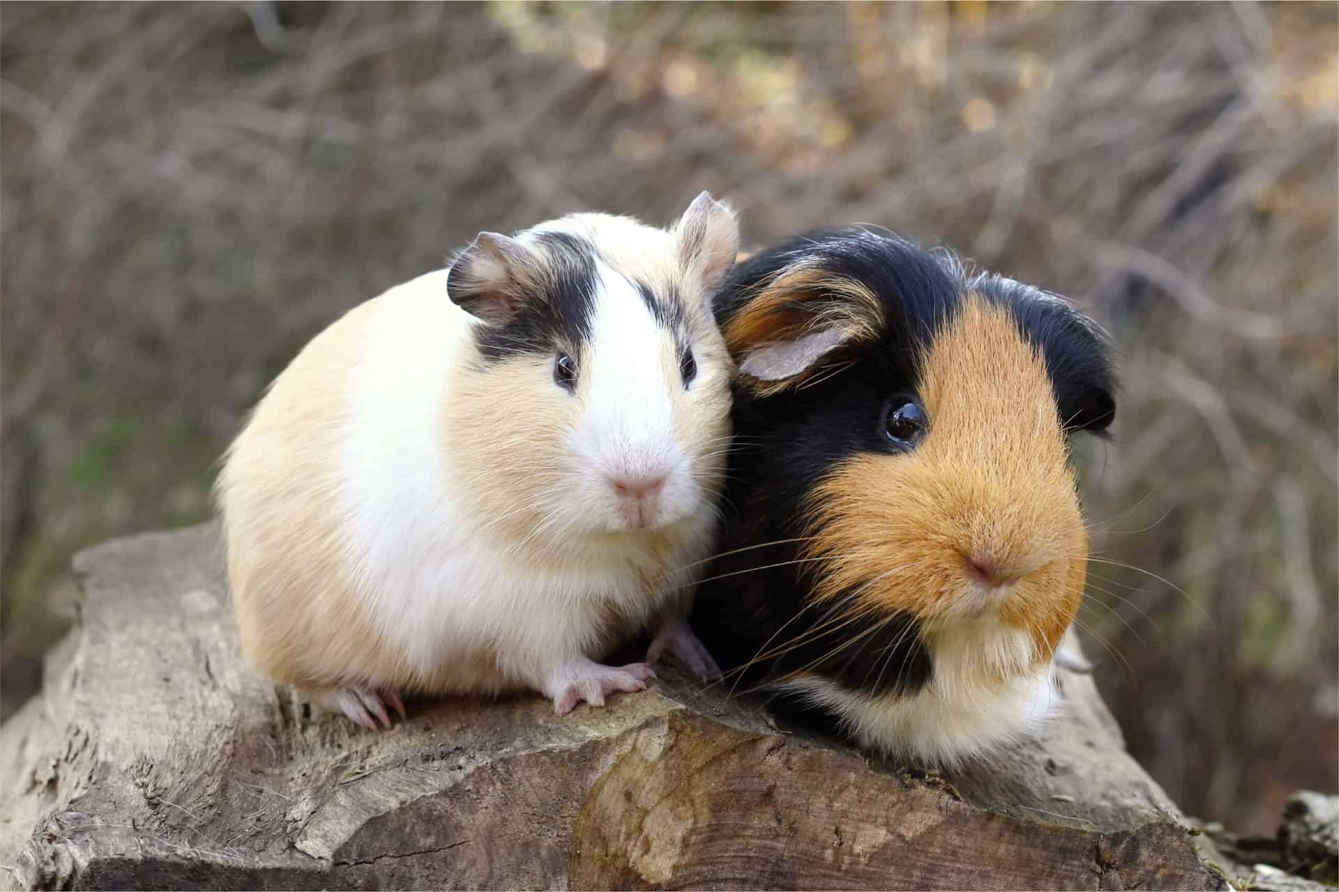 Guinea Pig Companionship