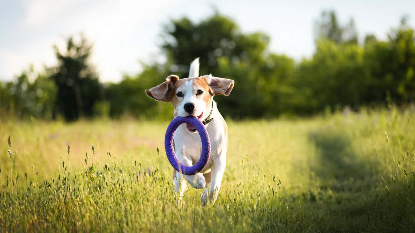 Featured image for Pet personalities – nature v nurture?