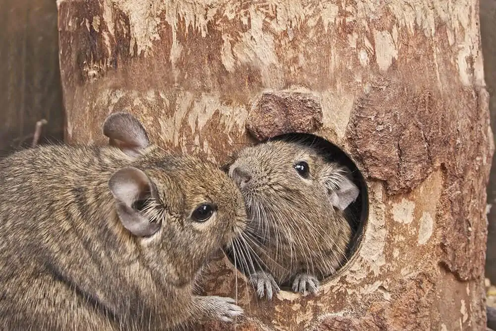 Featured image for Add some degus to your day