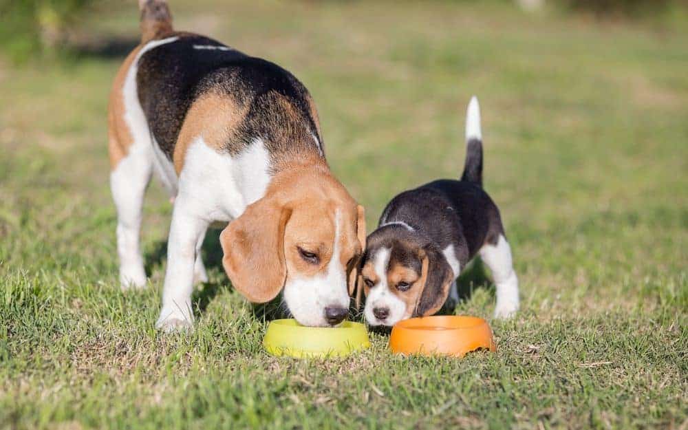 Featured image for Feeding life stage foods