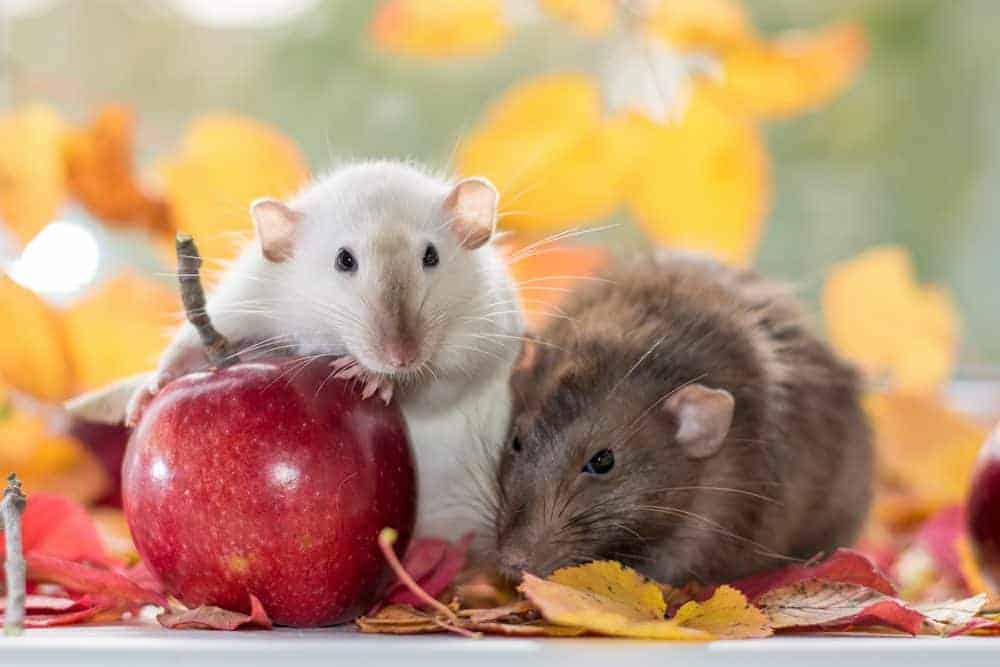 Featured image for Help your ratty friends to do what comes naturally