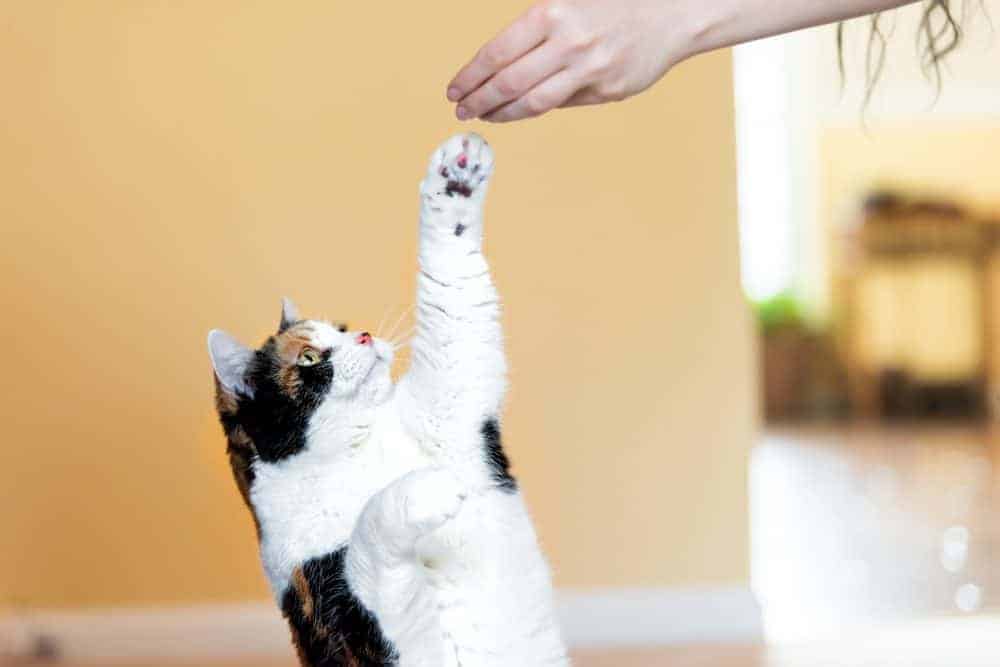 Featured image for Can you train a cat?