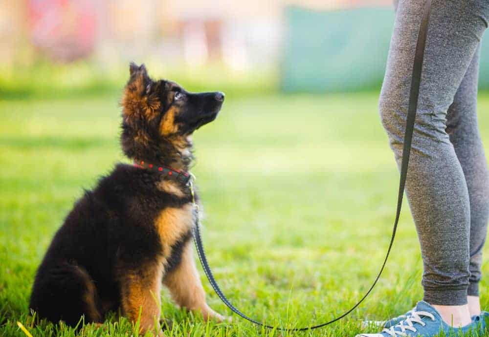 Featured image for Sit, down, stay, come – how to teach your dog the basics – and why training is so important for canines and humans