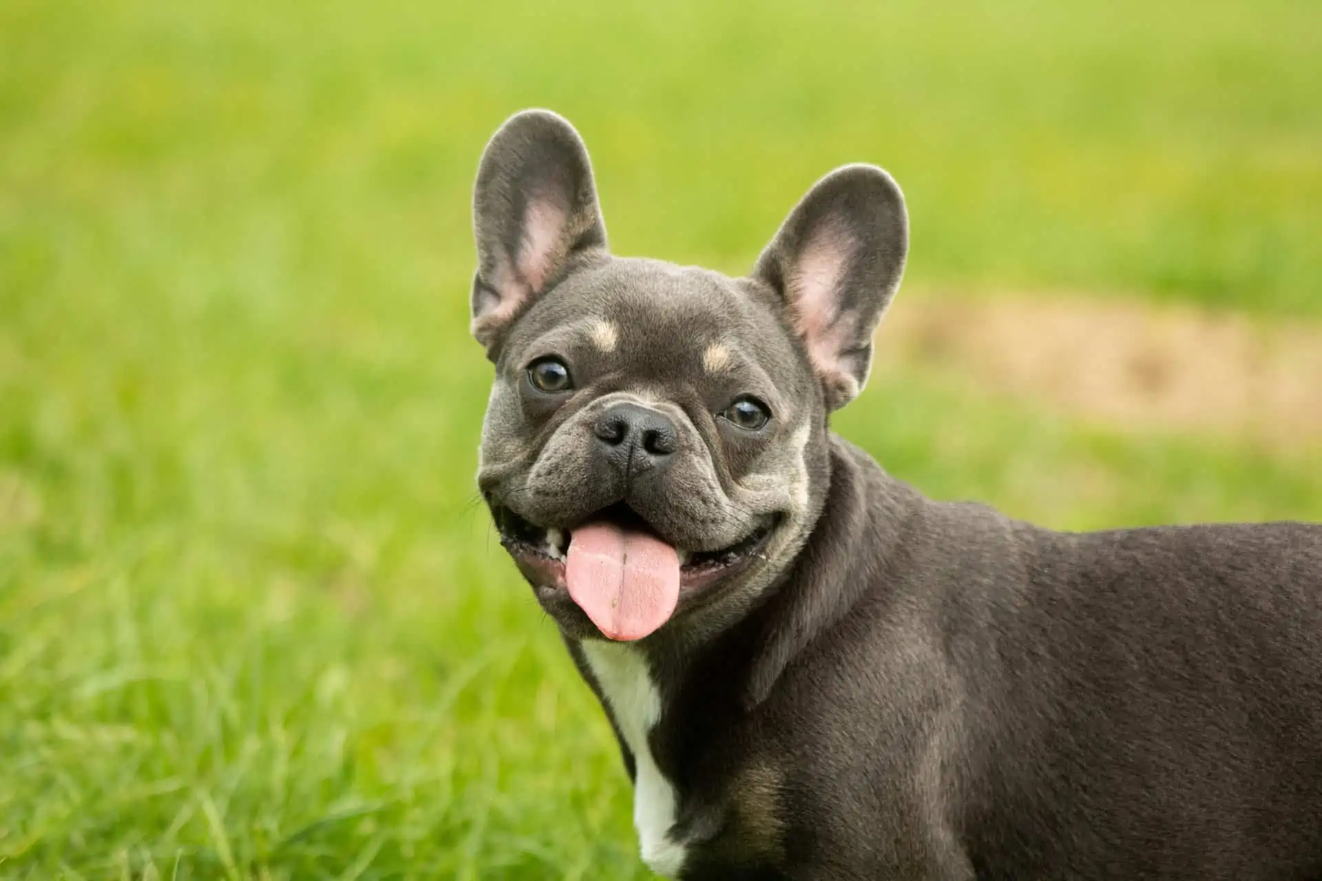 Featured image for Best Foods & Diets for Your French Bulldogs
