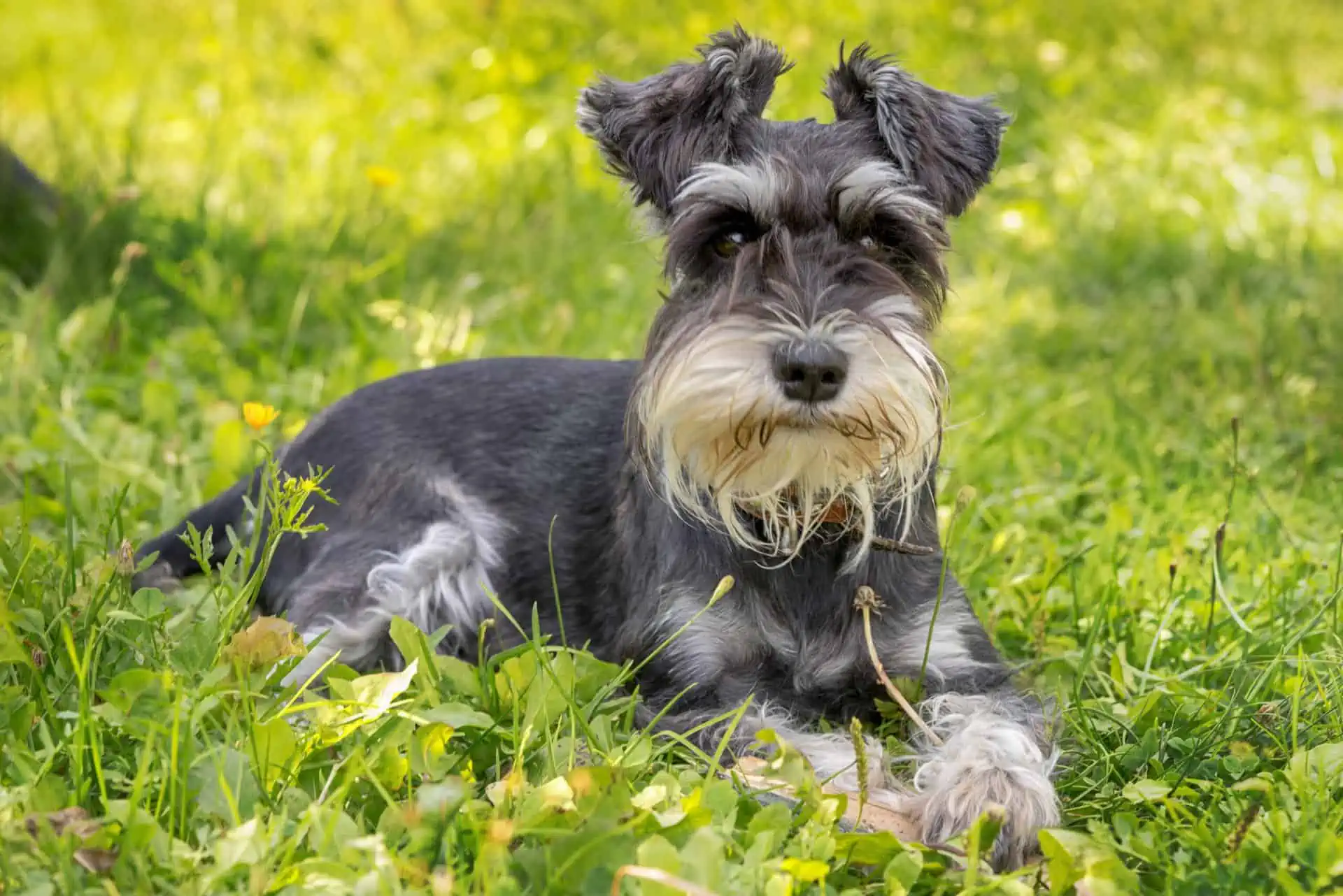 Featured image for Our Grooming Your Miniature Schnauzer Guide