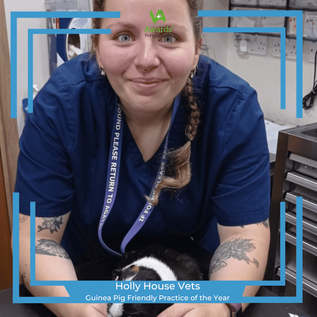 holly house vets, leeds – guinea pig friendly practice of the year