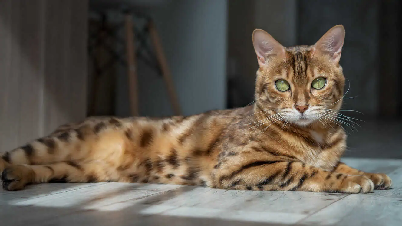 Featured image for All about Bengal cats