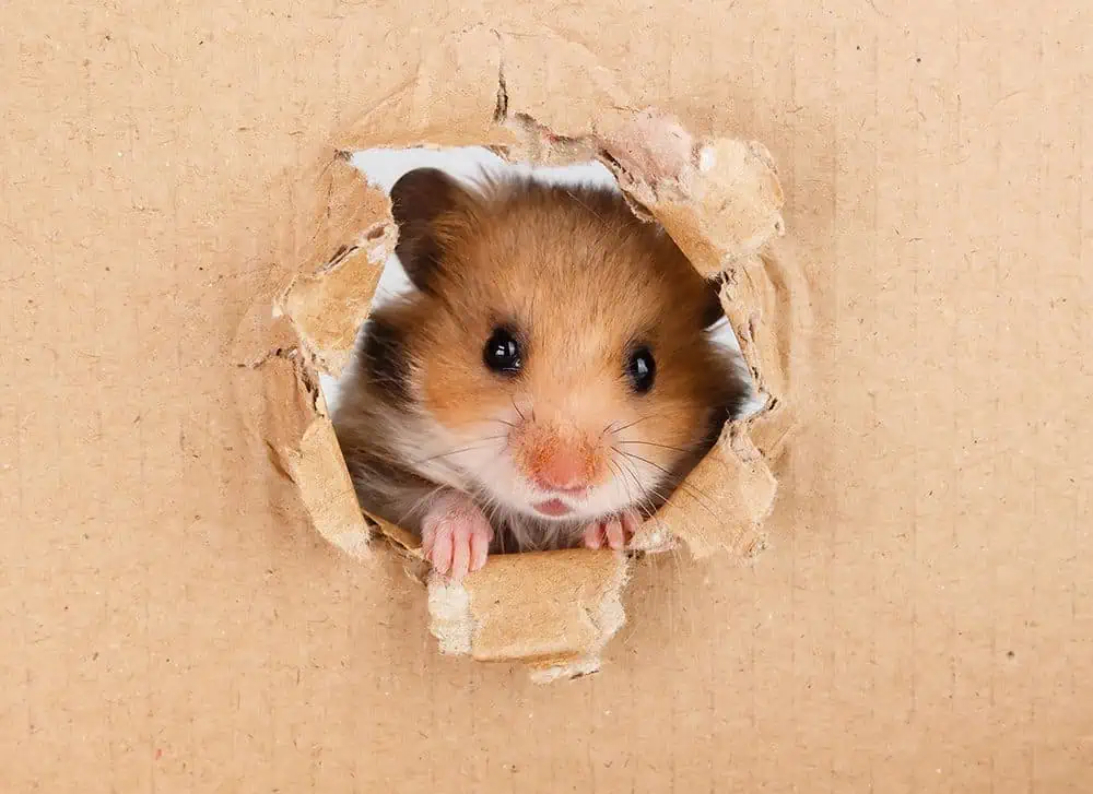 Featured image for Create an ideal home for your hamster