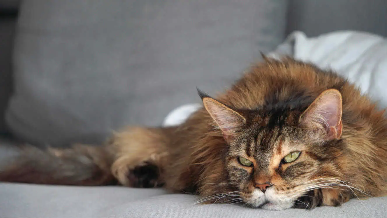 Featured image for Is your cat really mad at you?