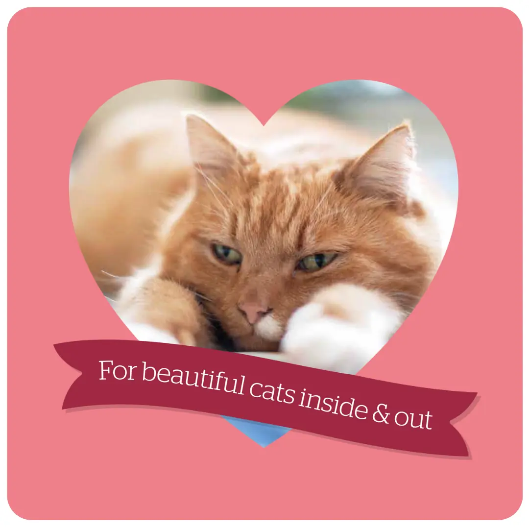 Burgess Mature Cat with Turkey & Cranberry product image