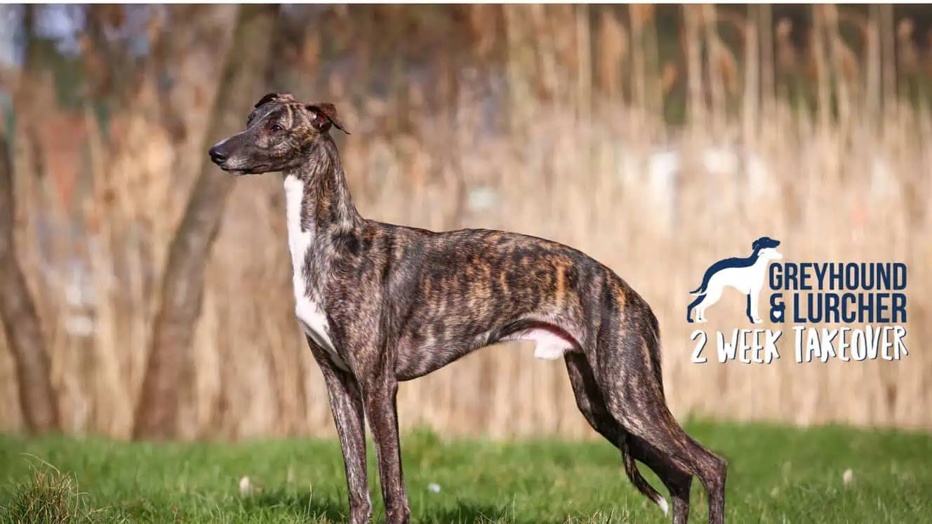Featured image for Check out the 2024 Greyhound & Lurcher Two-Week Takeover winning line up – and discover why these special dogs make such wonderful companions…