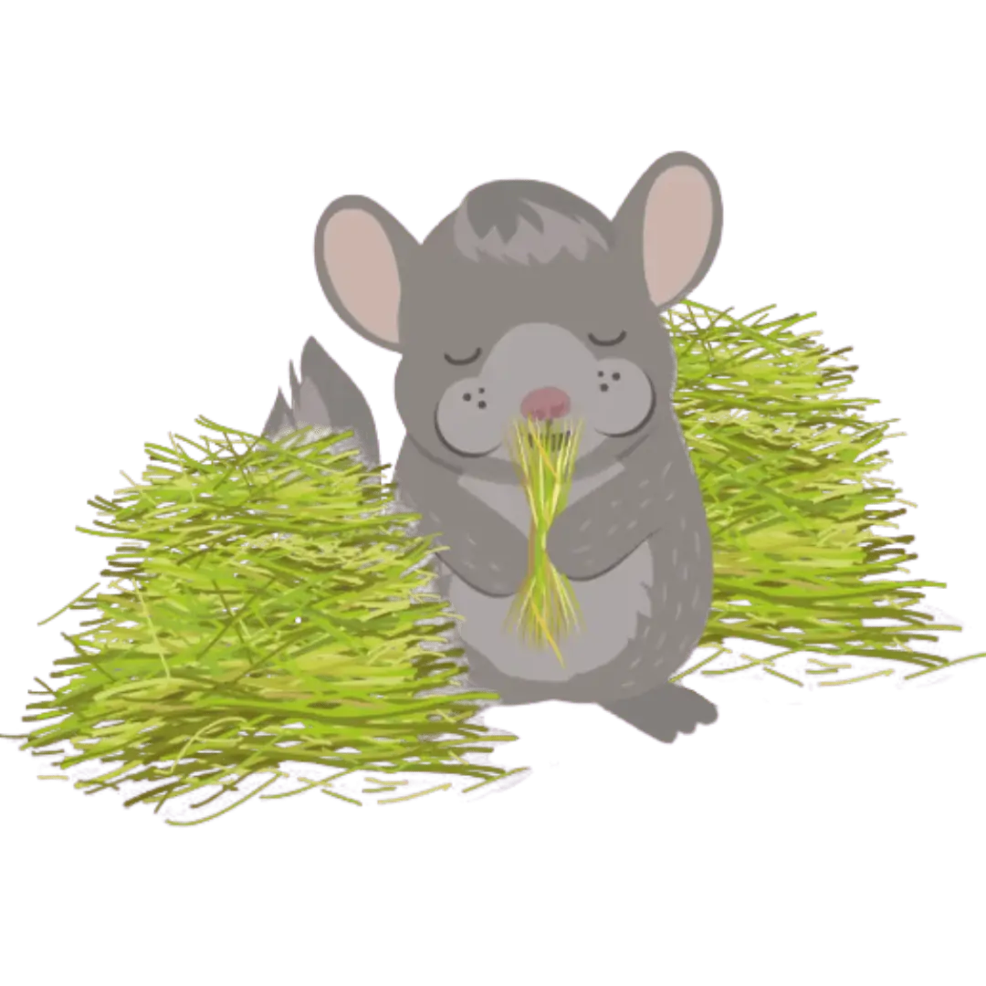 chinchilla eating hay (1)