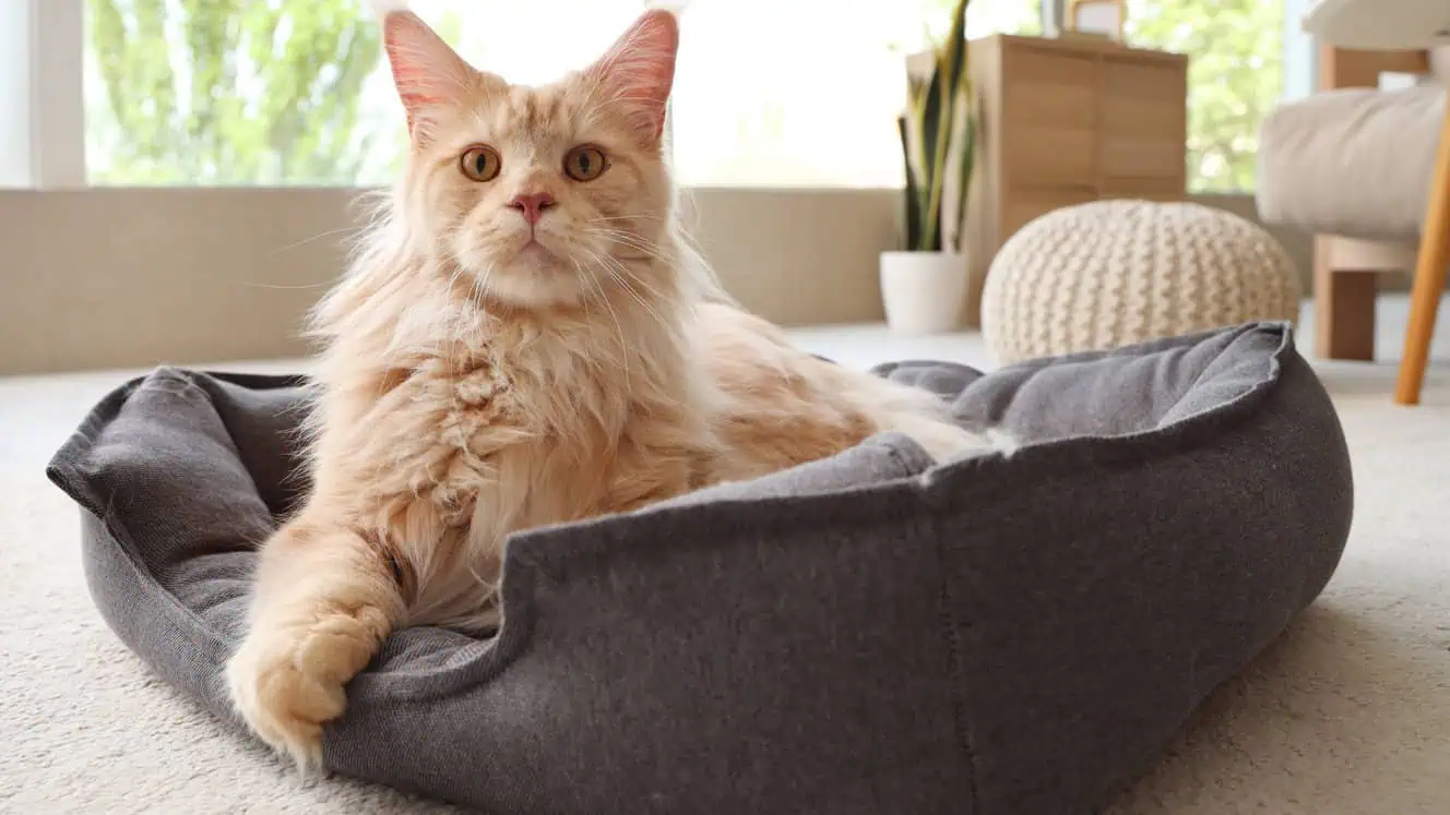 Featured image for Do you have a happy cat?