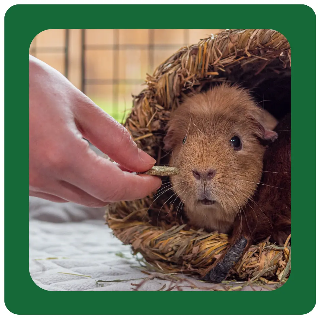 Excel Wildflower Forage Mix product image