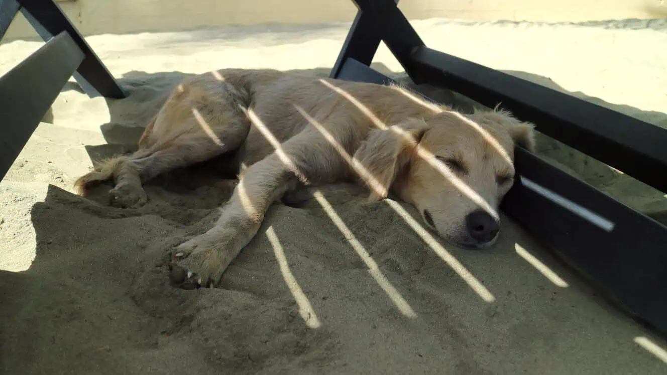 Featured image for Going on a fun-packed day out this summer? Should you take your dog with you, or leave them at home?