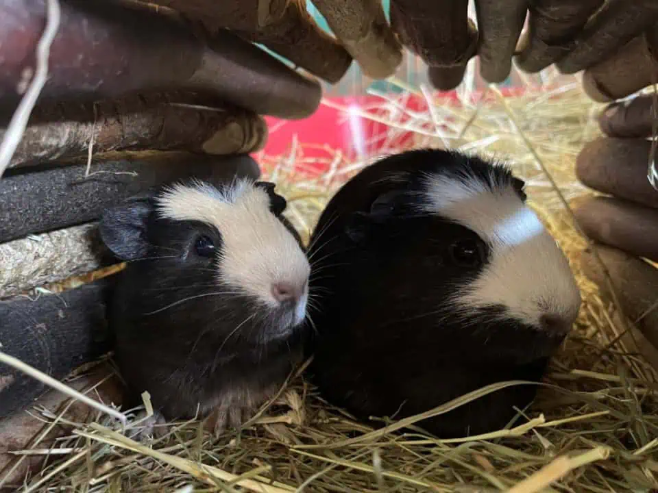 Featured image for The UK’s trendiest small pet names