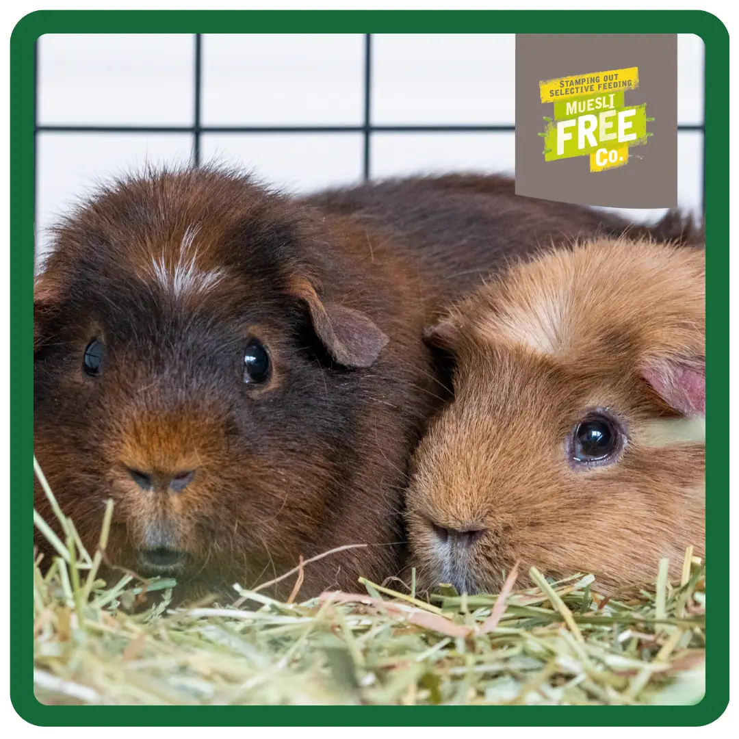 Excel Indoor Guinea Pig Nugget and Dandelion & Marigold Hay Bundle product image