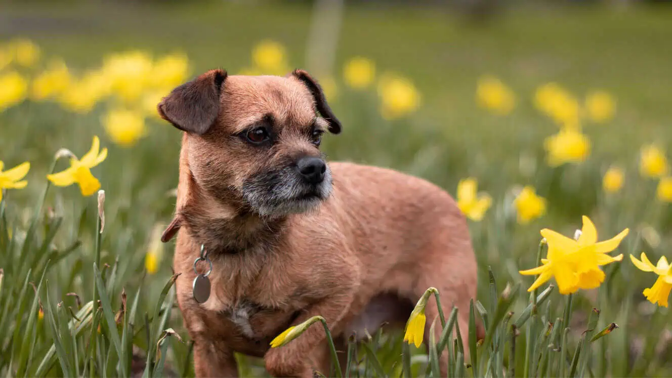 Featured image for Help your Border Terrier to love life!