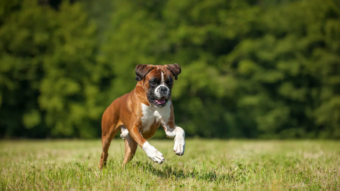 Featured image for Help your Boxer to love life!