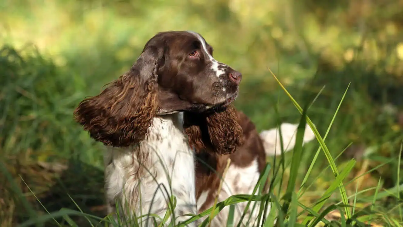 Featured image for Help your English Springer Spaniel to love life!
