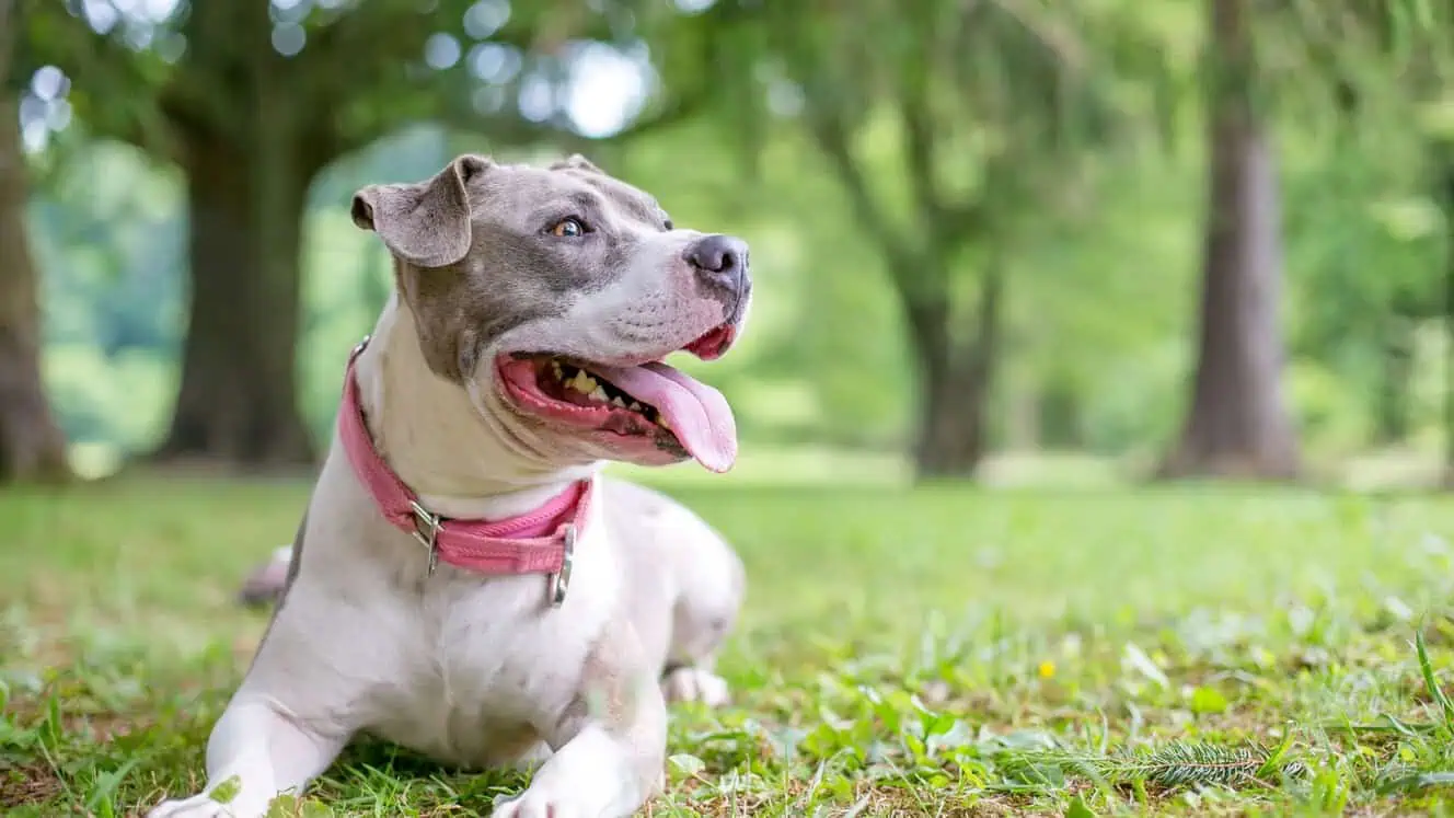 Featured image for Help your Staffordshire Bull Terrier to love life!