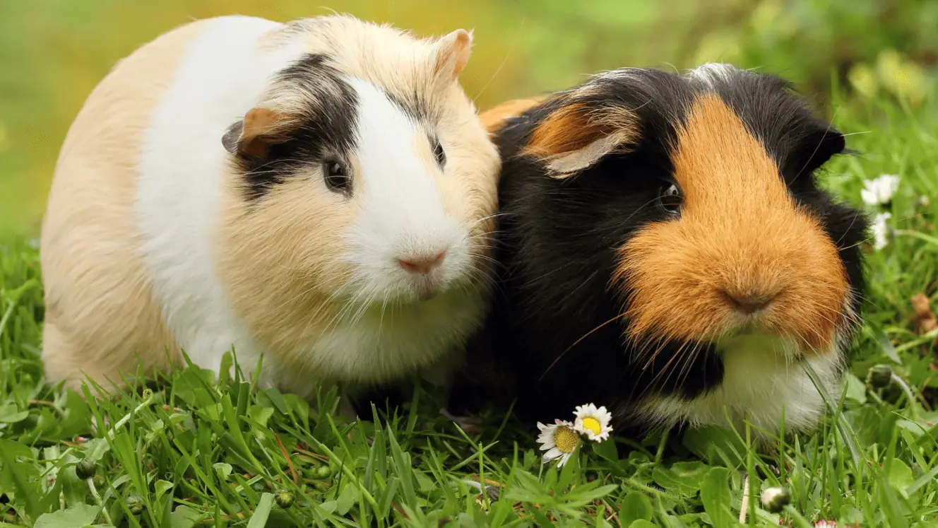 Featured image for How do you create an ideal home for your indoor guinea pigs?