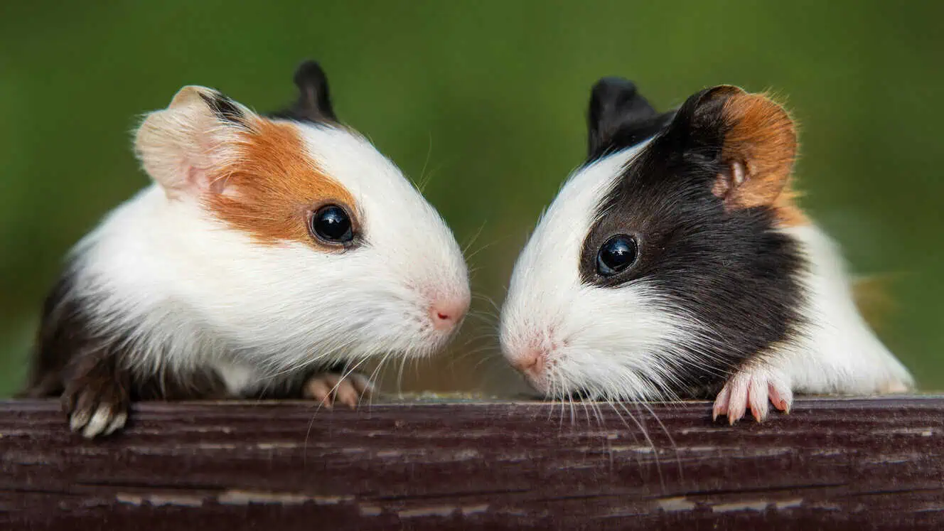 Featured image for How guinea pigs become one of our most popular pets
