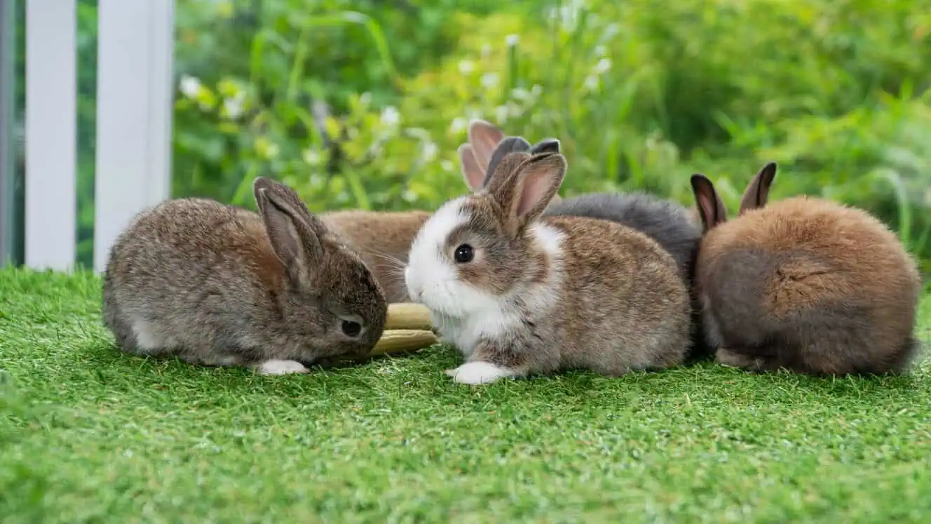 Featured image for How to handle small pets