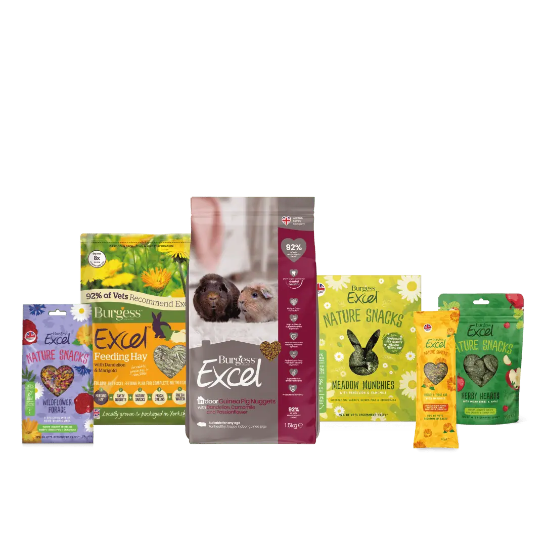 Indoor Guinea Pig Bundle product image