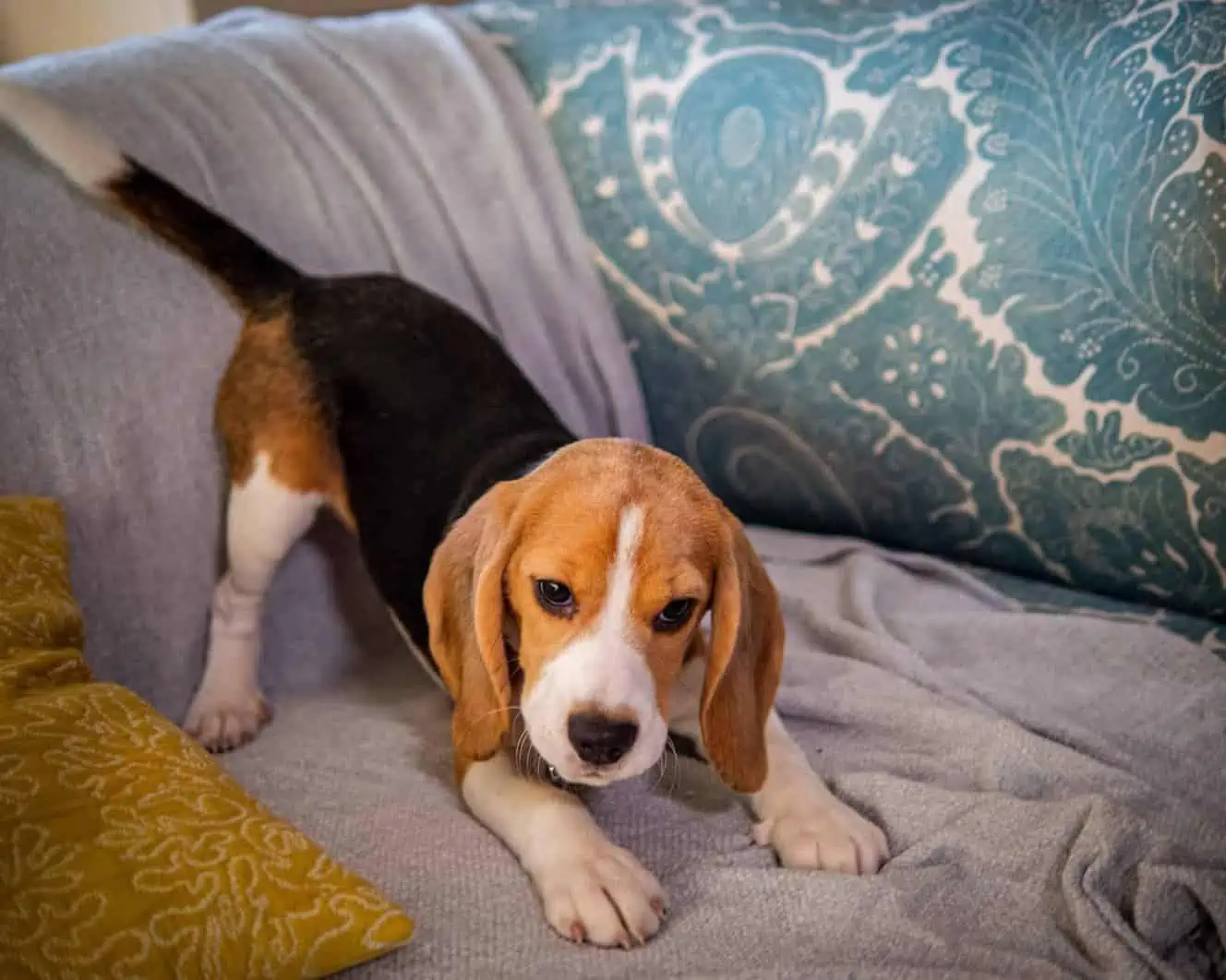 Featured image for Does my puppy need sensitive dog food? Six of your most common sensitive puppy food questions answered.