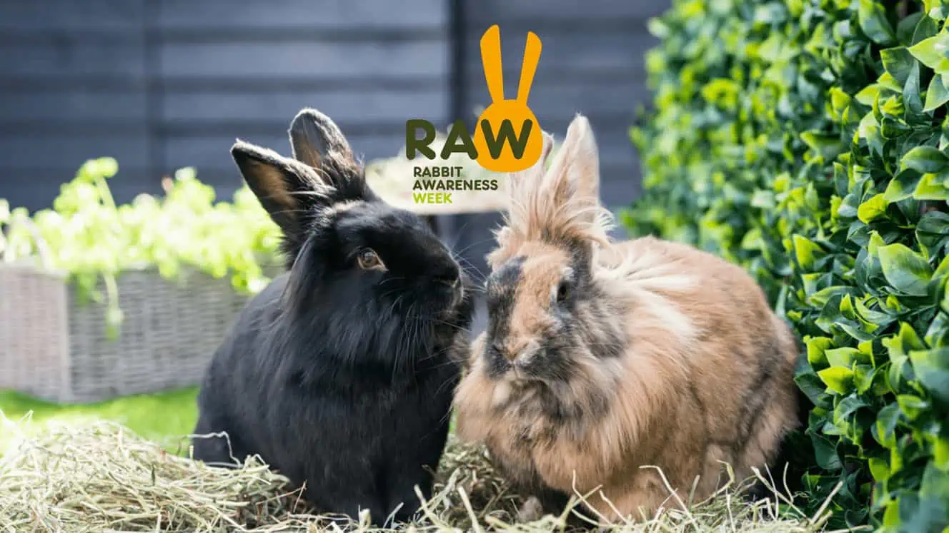 Featured image for How to create a Happy Hoppy home for your rabbits