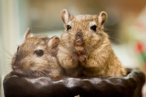 Featured image for 8 fun facts about gerbils