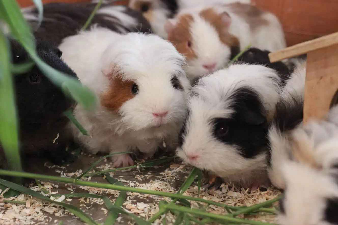 Featured image for Do your small pets have the right to roam?