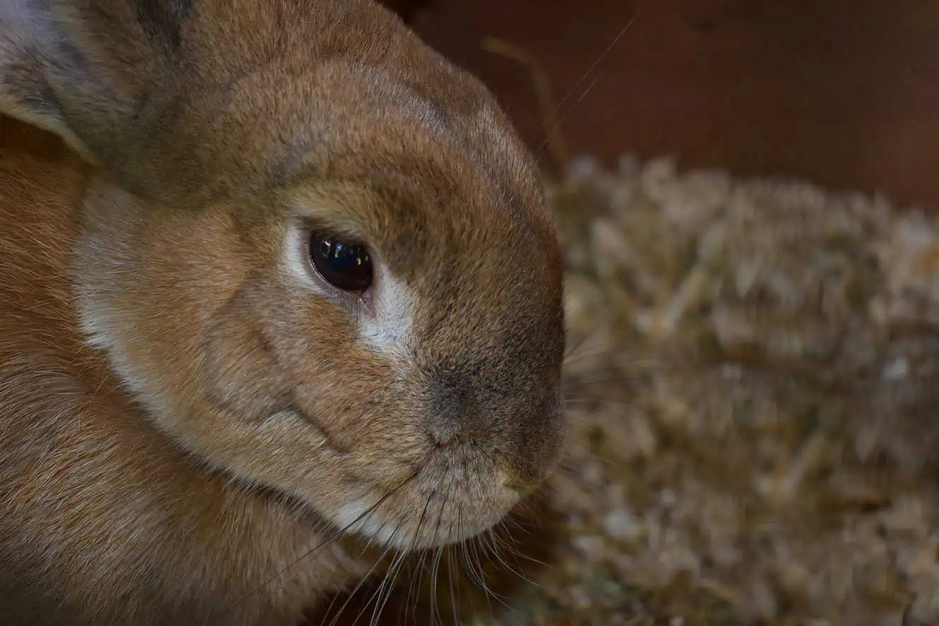 Featured image for Small pet rescue