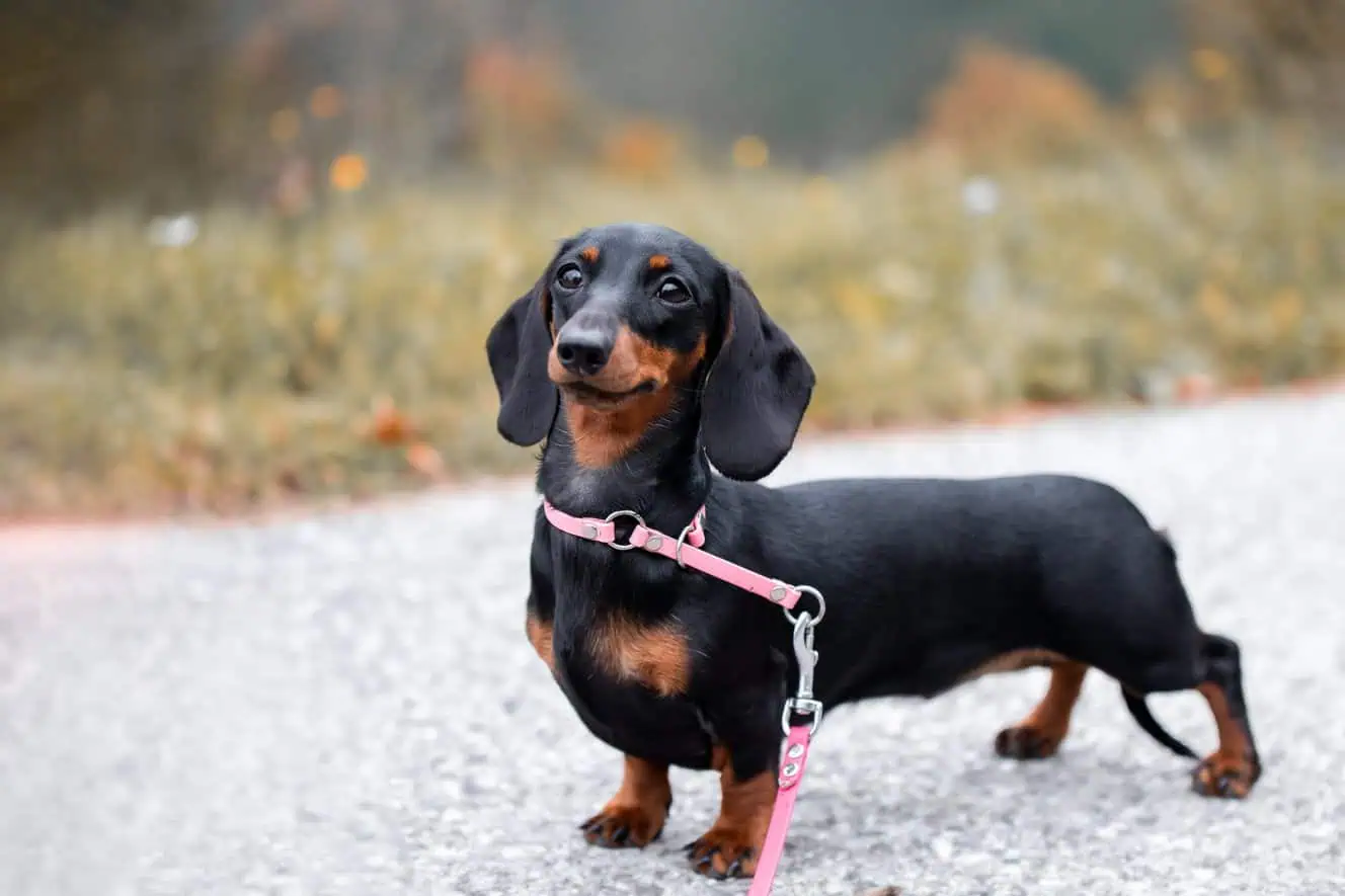 Featured image for Help your Miniature Dachshund to love life!
