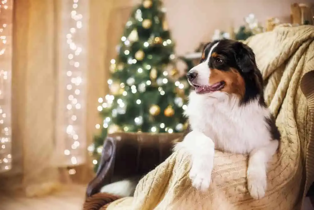 Featured image for How well will your dog cope with Christmas?