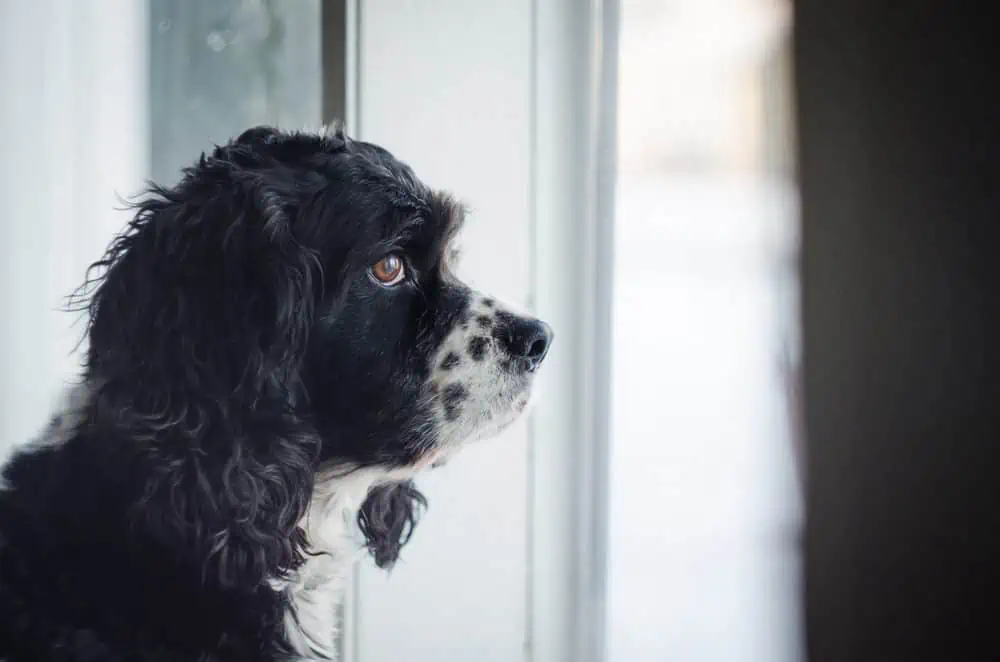 Featured image for New year, new you? And don’t forget your pets!