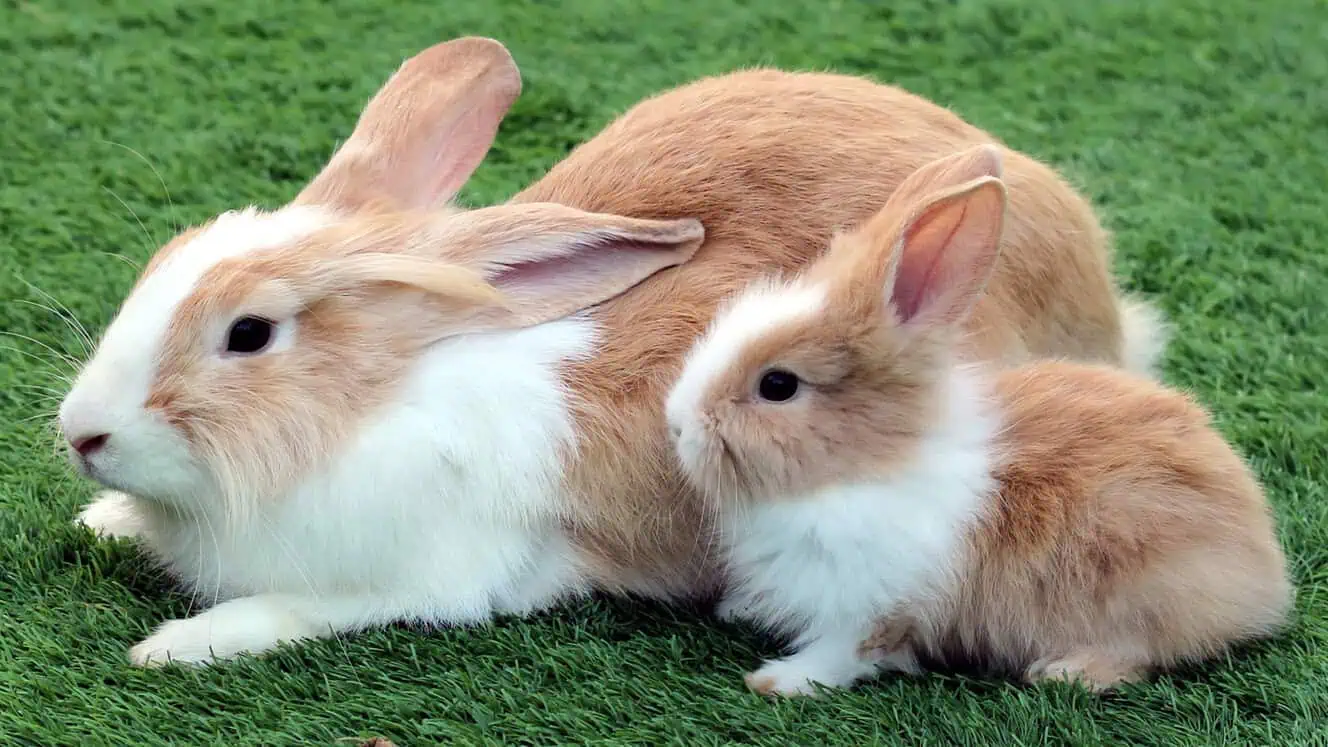 Featured image for Small pet mums are big on love