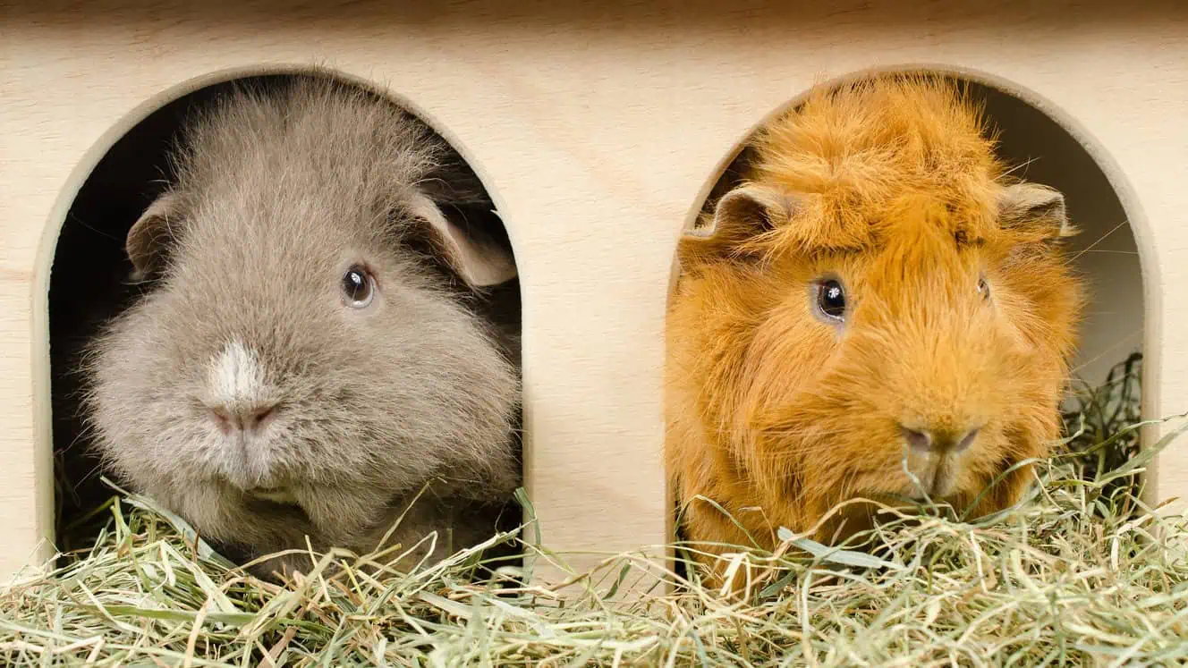 Featured image for Spring cleaning? Why good housekeeping is a small pet essential