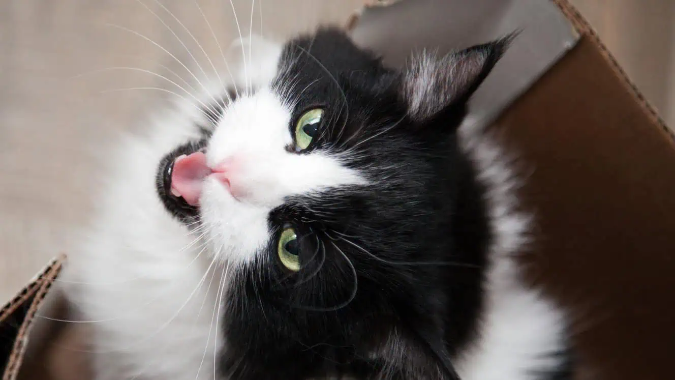 Featured image for The cat communication guide