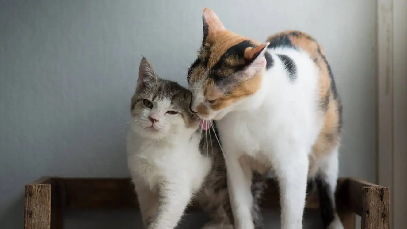 Featured image for The next big step for your little cat