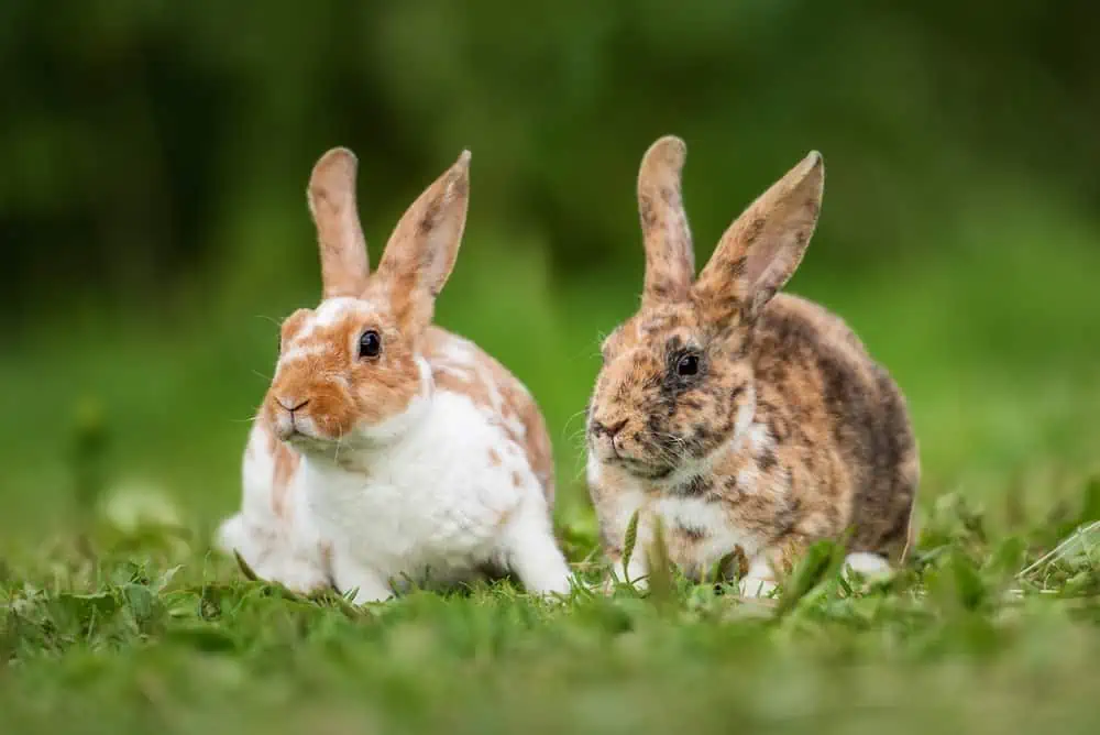 Featured image for Small furries need a second chance too