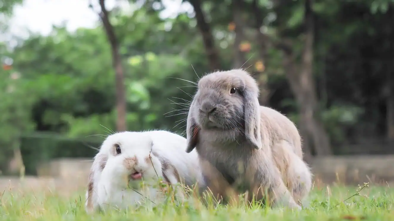 Featured image for What can I feed my Holland Lop bunny?