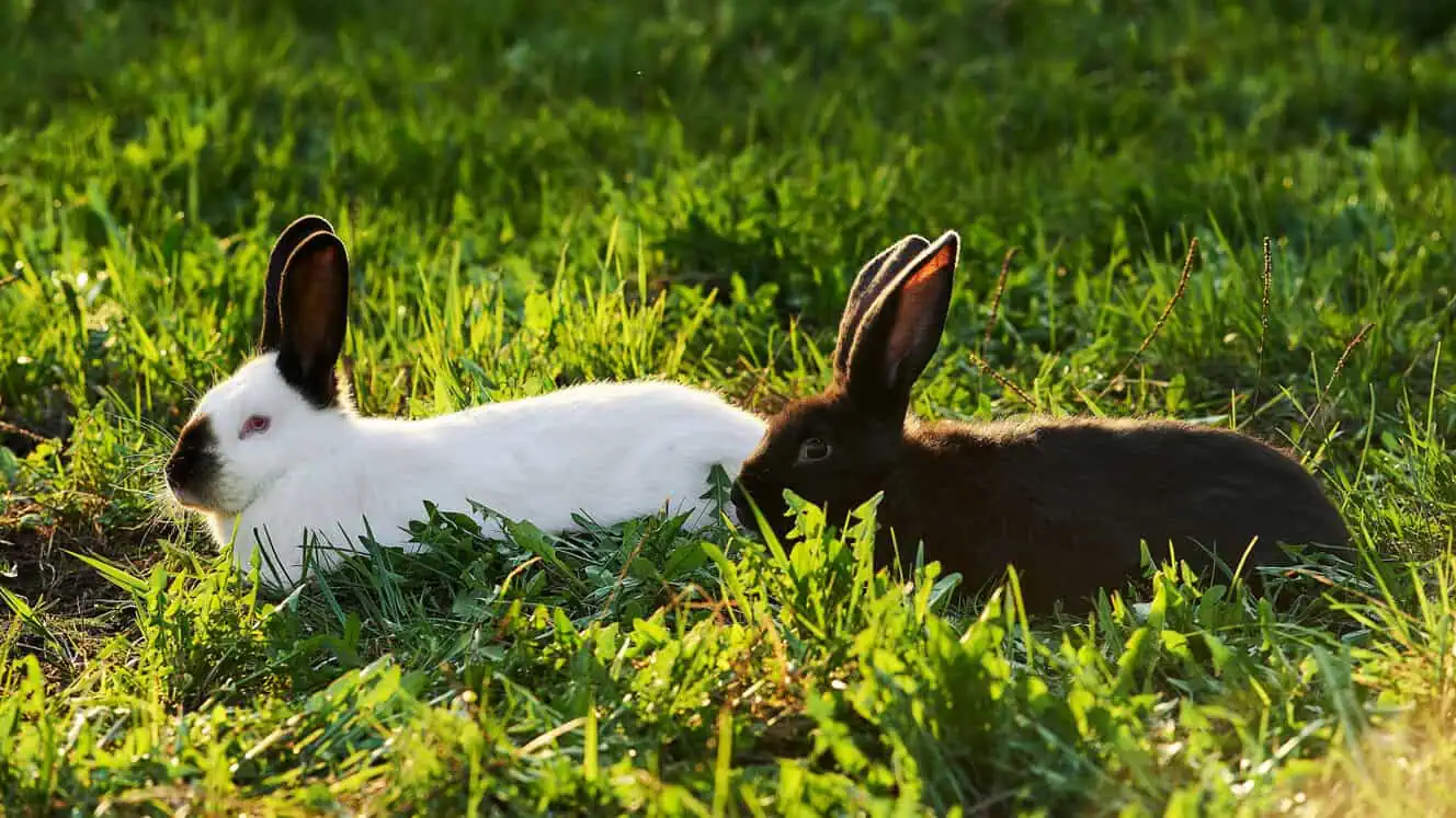 Featured image for What should I feed my rabbits?