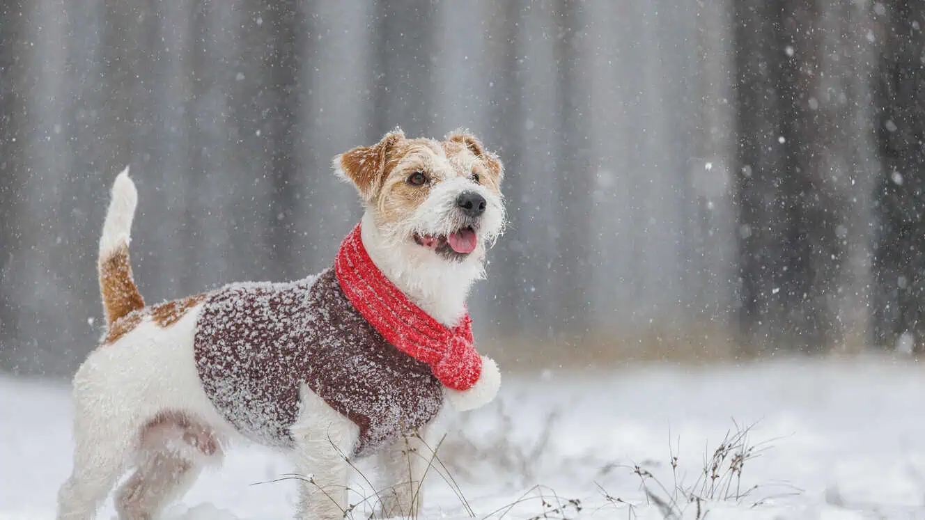 Featured image for Winning winter!