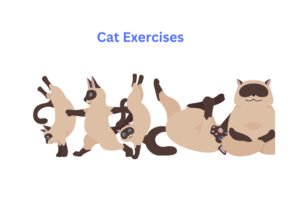 10 Cat Exercises That Burn Over 50 Calories  